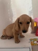 Blonde teckel pups, Dieren en Toebehoren, Honden | Teckels en Dashonden, België, Particulier, 8 tot 15 weken, Dwerg