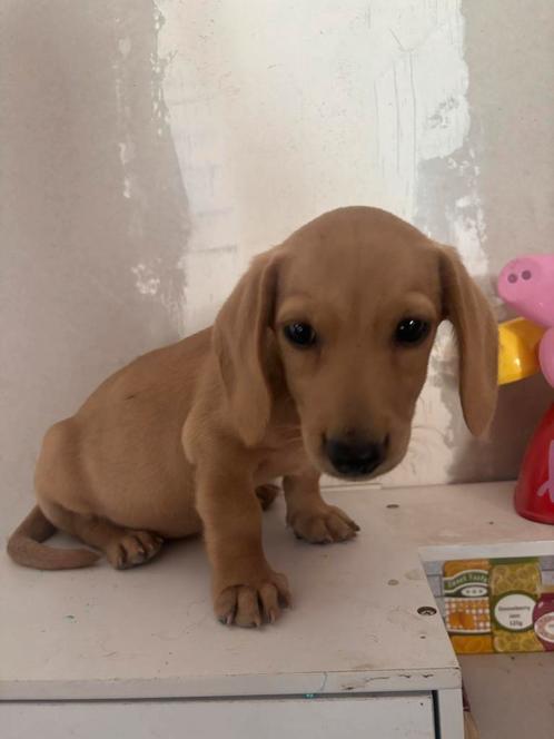Blonde teckel pups, Dieren en Toebehoren, Honden | Teckels en Dashonden, Meerdere dieren, Langhaar, Dwerg, Particulier, Meerdere