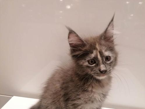 Maine Coon Kittens, Dieren en Toebehoren, Katten en Kittens | Raskatten | Langhaar, Meerdere dieren, 0 tot 2 jaar, Gechipt, Ontwormd