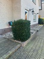 Taxus struik in driehoek vorm, ca. 120cm hoog, Ophalen, Taxus, Struik, 100 tot 250 cm