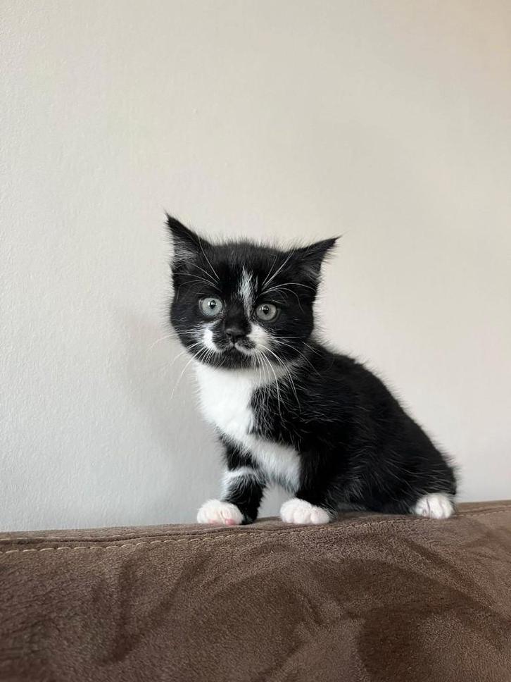 prachtige nestje kittens, Dieren en Toebehoren, Katten en Kittens | Overige Katten, Kortharig, Meerdere dieren, 0 tot 2 jaar