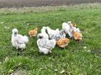 Jonge tamme zijdehoen kriel kippen, gesekst en ingeënt, Dieren en Toebehoren, Pluimvee, Vrouwelijk, Kip