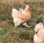 Wyandotte krielkip hennetjes, Dieren en Toebehoren, Vrouwelijk, Kip