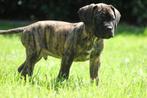 Prachtige cane corso pups!, Overige rassen, CDV (hondenziekte), 8 tot 15 weken, Meerdere