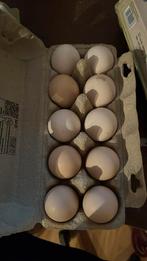 Broedeieren poule de bresse, Geslacht onbekend, Kip