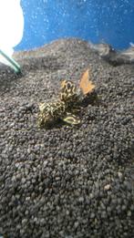 Luipaard cactusmeerval L114, Dieren en Toebehoren, Vissen | Aquariumvissen, Vis, Zoetwatervis