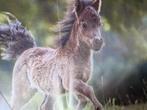 Penny posters 25+ stuks paarden pony en veulen posters, Ophalen of Verzenden, Gelezen, Overige typen