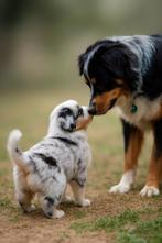 Raszuivere Australian Shepherd pups, Dieren en Toebehoren, Honden | Herdershonden en Veedrijvers, 8 tot 15 weken, CDV (hondenziekte)