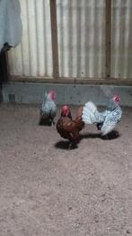 Sebright hanen 2025, Dieren en Toebehoren, Pluimvee, Mannelijk, Kip