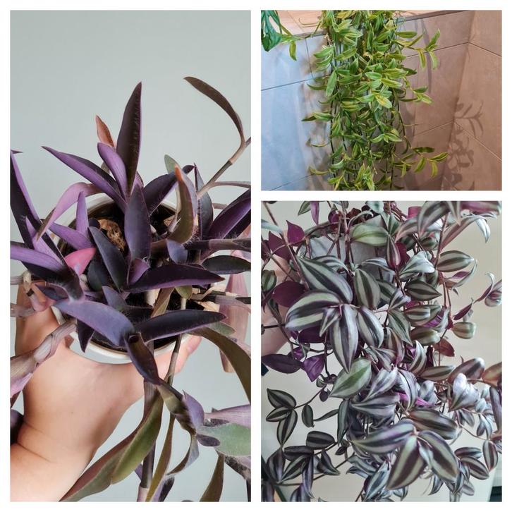 3 soorten tradescantia's samen of los te koop, Huis en Inrichting, Kamerplanten, Minder dan 100 cm, Halfschaduw, Ophalen of Verzenden