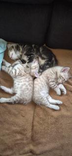 Nestje met 8 Bengaalse kittens, Dieren en Toebehoren, Katten en Kittens | Raskatten | Korthaar, Meerdere dieren, Met stamboom
