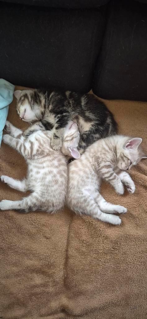 Nestje met 8 Bengaalse kittens, Dieren en Toebehoren, Katten en Kittens | Raskatten | Korthaar, Meerdere dieren, Met stamboom