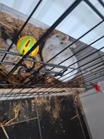 Konijn ram, Dieren en Toebehoren, Konijnen, Mannelijk, Middelgroot, 0 tot 2 jaar