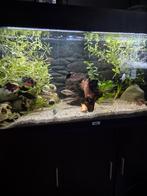 Juwel rio 180, Dieren en Toebehoren, Ophalen, Leeg aquarium