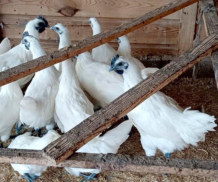Ga H Mong Broedeieren, Dieren en Toebehoren, Pluimvee, Kip, Geslacht onbekend