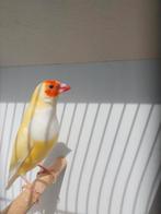 Gouldamedine man 2024 niet mee gekweekt, Dieren en Toebehoren, Vogels | Overige Vogels, Mannelijk, Tropenvogel, Geringd