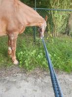 Leuke verzorgpaarden aangeboden