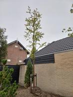 Metasequoia glyptostroboides 'Gold Rush', Tuin en Terras, Zomer, 400 cm of meer, Ophalen, Volle zon