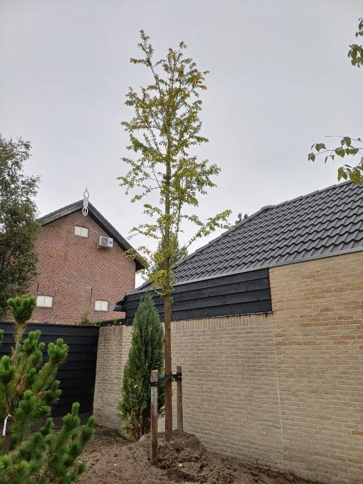 Metasequoia glyptostroboides 'Gold Rush', Tuin en Terras, Planten | Bomen, Bolboom, 400 cm of meer, Volle zon, Zomer, Ophalen