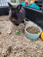 Konijn met hok  met voer er bij, Dieren en Toebehoren, Konijnen, Vrouwelijk, 0 tot 2 jaar