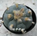 Peyote decipiens cactus met knobbels - Lophophora williamsii, Cactus, Minder dan 100 cm, In pot, Bloeiende kamerplant