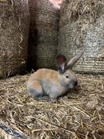 Mooie lotharinger konijn, Vrouwelijk, Groot