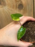 Alocasia zebrina variegata plant aurea yellow lemon lime, Ophalen of Verzenden, Halfschaduw, Minder dan 100 cm