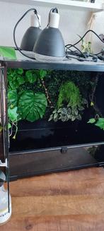 Habistat glazen terrarium | 60 x 45 x 60 | Veel toebehoren, Dieren en Toebehoren, Ophalen, Zo goed als nieuw, Terrarium of Paludarium