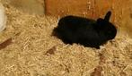 Dwerghangoor konijntjes dwergkonijn schattig zwart, Dieren en Toebehoren, Konijnen, Meerdere dieren, Dwerg, Hangoor, 0 tot 2 jaar