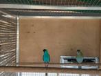 Gezocht koppel hoodeds, Meerdere dieren, Parkiet