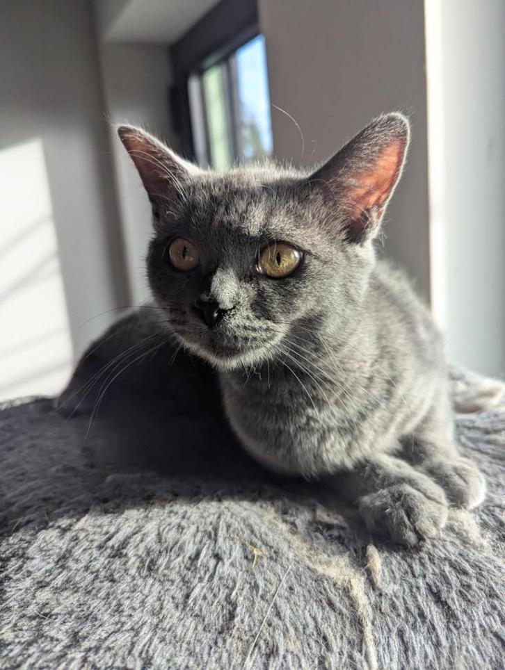 Chocolat point en andere...Opgelet! wonen in Leuven, België, Dieren en Toebehoren, Katten en Kittens | Raskatten | Korthaar, Poes