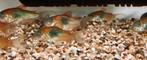 Corydoras Venezuela Orange, Dieren en Toebehoren, Vissen | Aquariumvissen