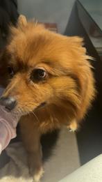 Nieuw baasje gezocht voor mijn hond Lio, Dieren en Toebehoren, Rabiës (hondsdolheid), Reu, Eén hond, Nederland