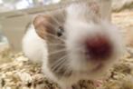 Goudhamster hamsters, Dieren en Toebehoren, Knaagdieren, Hamster, November, Meerdere dieren, Tam