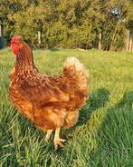 Koppel Bruine leghennen kippen, Dieren en Toebehoren, Pluimvee, Vrouwelijk, Kip