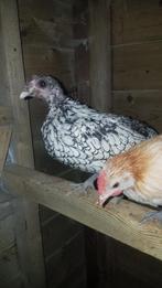 Mooie sebright hen van 2024., Dieren en Toebehoren, Pluimvee, Vrouwelijk, Kip