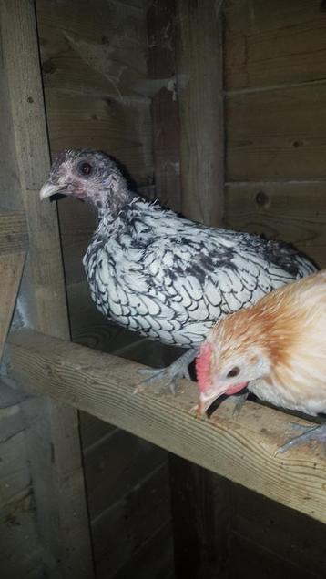 Mooie sebright hen van 2024. beschikbaar voor biedingen