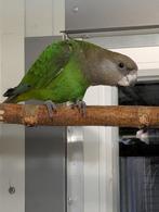 zu verkaufen, Dieren en Toebehoren, Meerdere dieren, Parkiet
