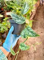 Scindapsus Pictus 'Silver' - Prachtige Kamerplant!, Ophalen of Verzenden