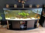 2 meter panorama diversa aquarium., Dieren en Toebehoren, Vissen | Aquaria en Toebehoren, Ophalen, Gebruikt, Gevuld zoetwateraquarium