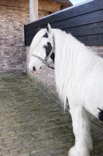 ## 2 prachtige tinkers te koop, blikvangers! ##, Dieren en Toebehoren, Pony's, Gechipt, Hengst, 3 tot 6 jaar, C pony (1.27m tot 1.37m)