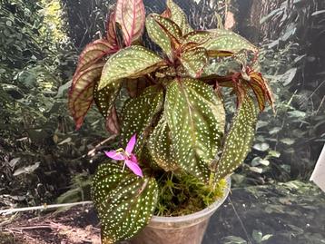 Sonerila Margeritacea beschikbaar voor biedingen