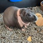 Skinny cavia, Dieren en Toebehoren, Cavia, April, Mannelijk, Tam