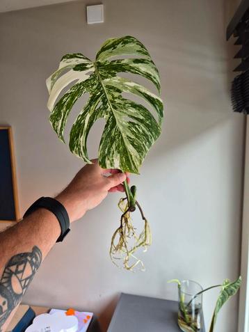 Monstera Variegata Stek - Prachtige Tekening! beschikbaar voor biedingen