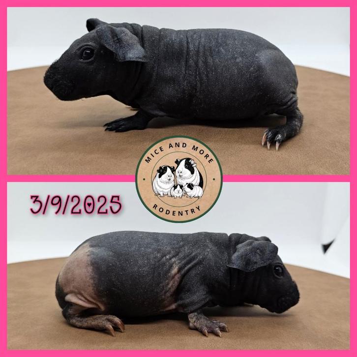 Skinny zeugje, Dieren en Toebehoren, Knaagdieren, Vrouwelijk, Cavia, September, Tam