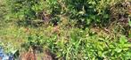 Karona aarbei planten, Tuin en Terras, Planten | Tuinplanten, Ophalen, Volle zon, Groenteplanten, Eenjarig
