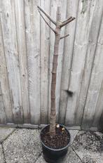 Te koop: vijgenboom Violette de Sollies (Ficus carica), Ophalen, Volle zon, In pot, Vijgenboom