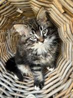 Maine Coon katertjes kittens mogen bijna verhuizen, Dieren en Toebehoren, Katten en Kittens | Overige Katten, Meerdere dieren