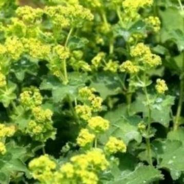 Vaste plant vrouwenmantel beschikbaar voor biedingen
