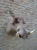 Opgezette kop wrattenzwijn taxidermy opgezet Afrika zwijn, Verzamelen, Ophalen, Wild dier, Gewei of Kop
